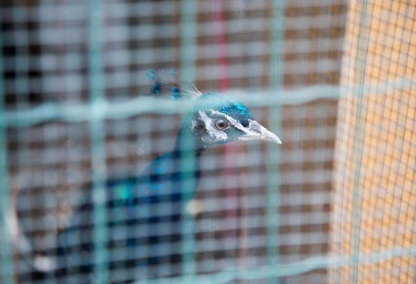 Отель Agriturismo Il Borgo