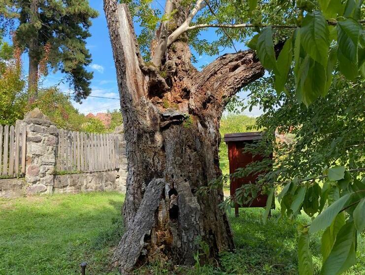 פנסיון Székelyföld,siklódi Kő Vendégház, Csűr