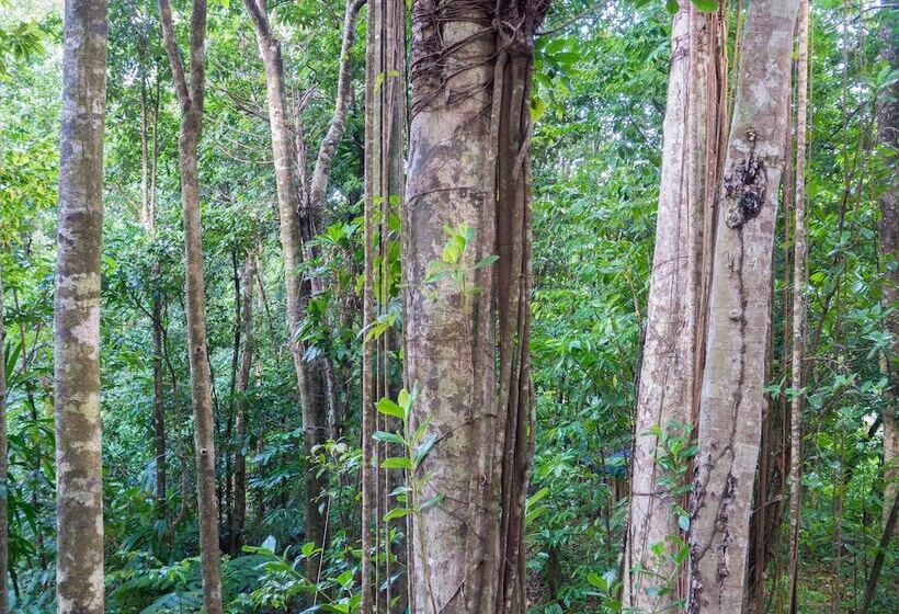 هتل 3 Rivers & Rosalie Forest Eco Lodge