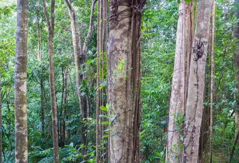 هتل 3 Rivers & Rosalie Forest Eco Lodge