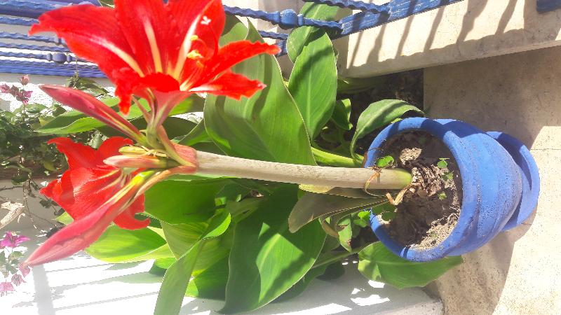 בית מלון כפרי Rota