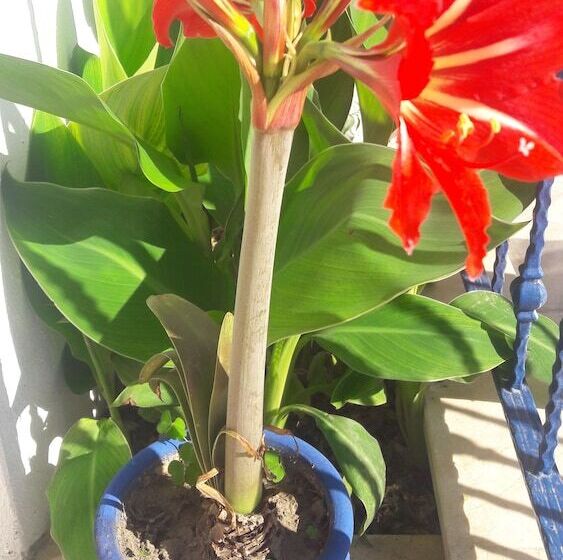 בית מלון כפרי Rota