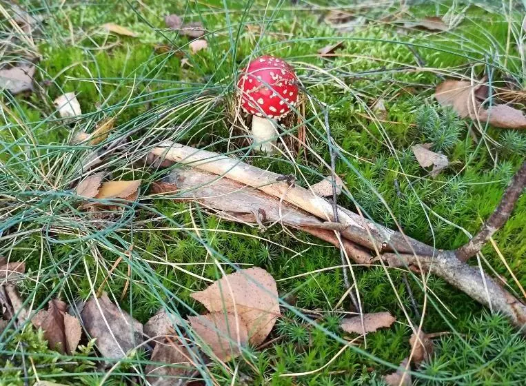 Hotelli Gościniec Silver