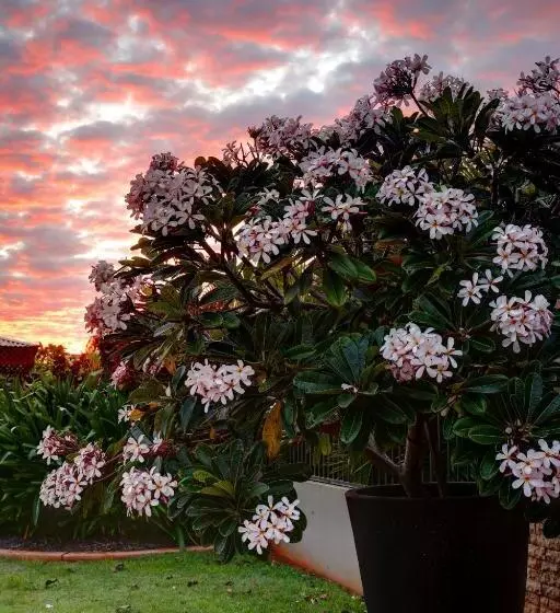 Mantra Frangipani Broome