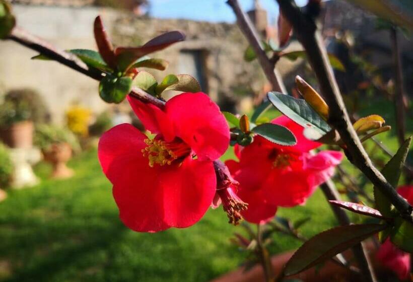 ベッドアンドブレックファースト Zia Chiarina