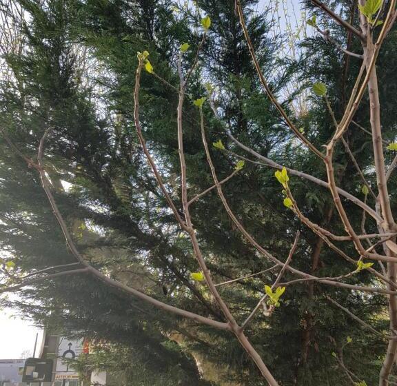 ペンション Ndp Family