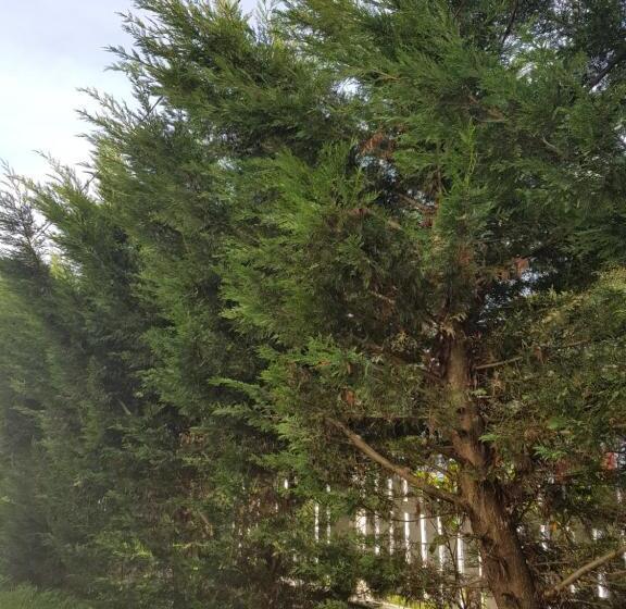 ペンション Ndp Family