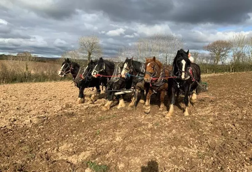 ベッドアンドブレックファースト Higher Biddacott Farm