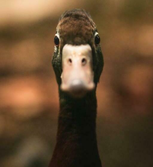 צימר Le Canard Enchanté