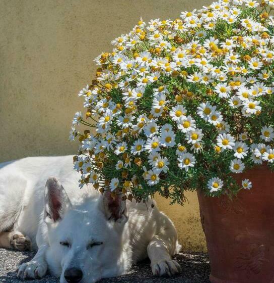 مبيت وإفطار The Knock Guest House