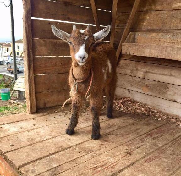 膳宿费 The Azores Homestead   Terceira