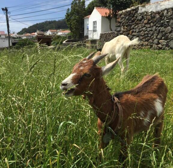 膳宿费 The Azores Homestead   Terceira