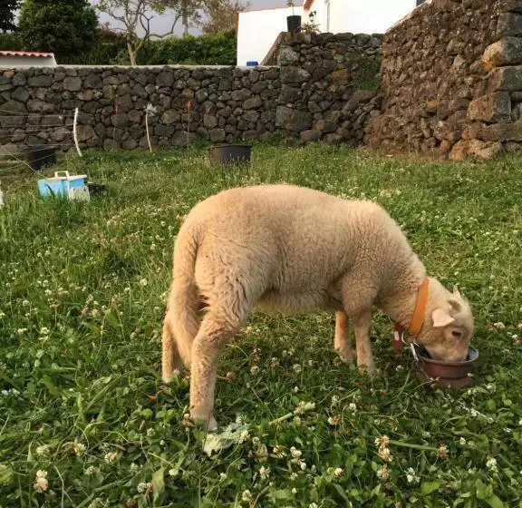 ペンション The Azores Homestead   Terceira