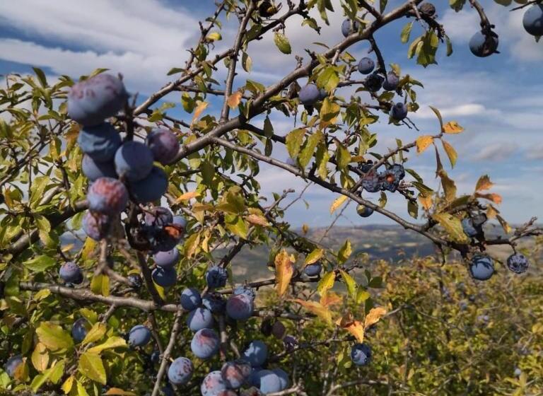 בית מלון כפרי Agriturismo Masseria Testa Ciruglio
