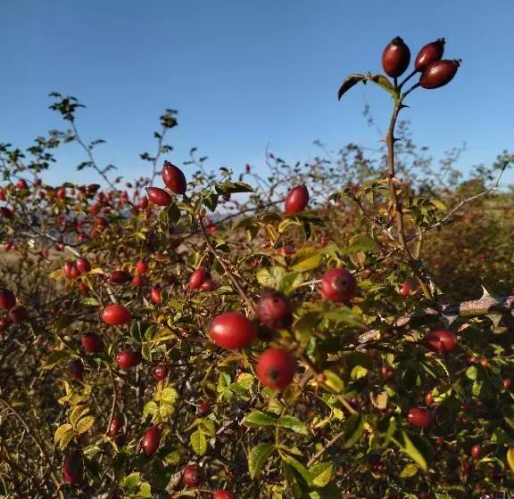 ホテル Agriturismo Masseria Testa Ciruglio