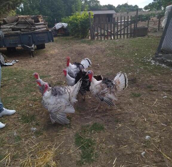 בית מלון כפרי Agriturismo Masseria Testa Ciruglio