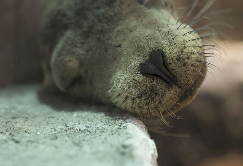 호텔 Red Mangrove Lodge Isabela