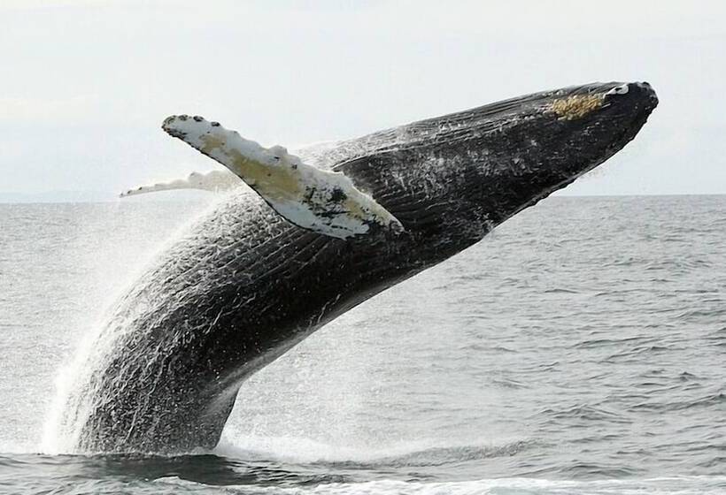 מוטל Americas Best Value Inn Bangor