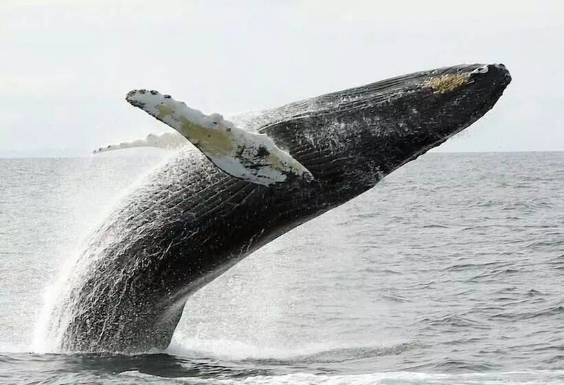 מוטל Americas Best Value Inn Bangor