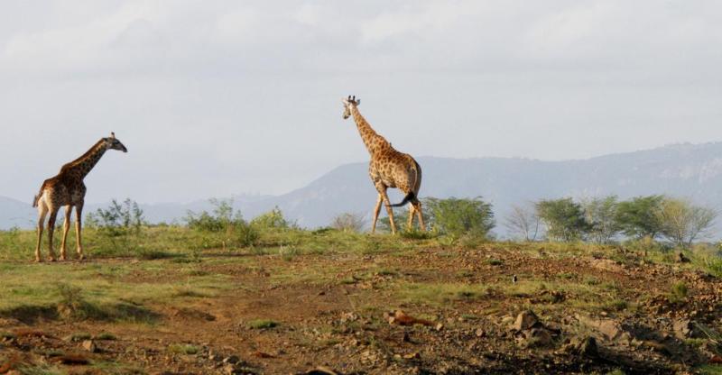酒店 Shayamoya Tiger Fishing And Game Lodge