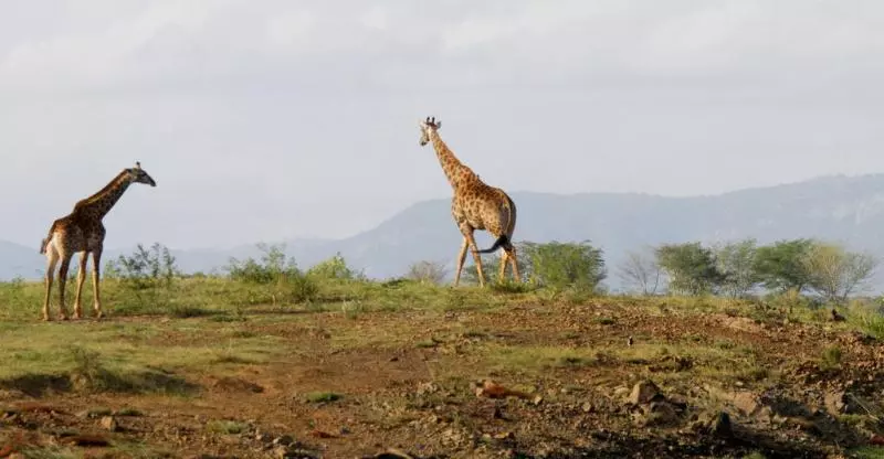 酒店 Shayamoya Tiger Fishing And Game Lodge