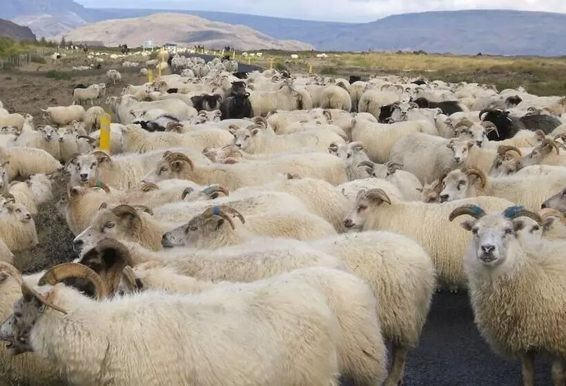 هتل Guesthouse Steinsholt