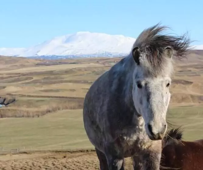 هتل Guesthouse Steinsholt