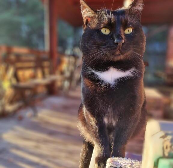 Отель Maciejówka Borki 33