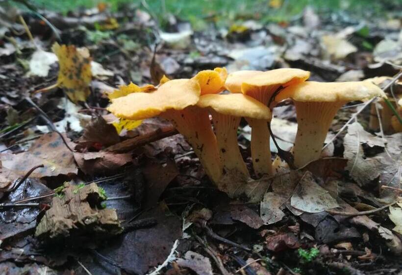 酒店 Agroturystyczny Dom Na Skraju Lasu