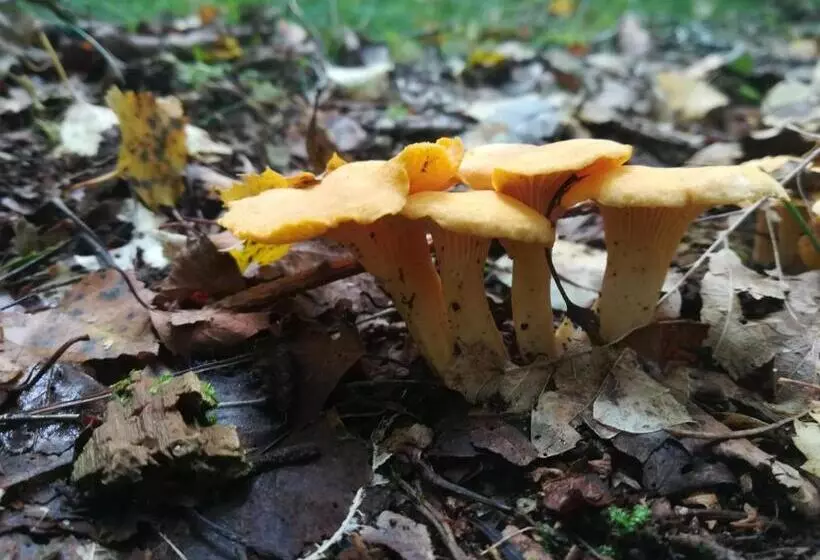 ホテル Agroturystyczny Dom Na Skraju Lasu