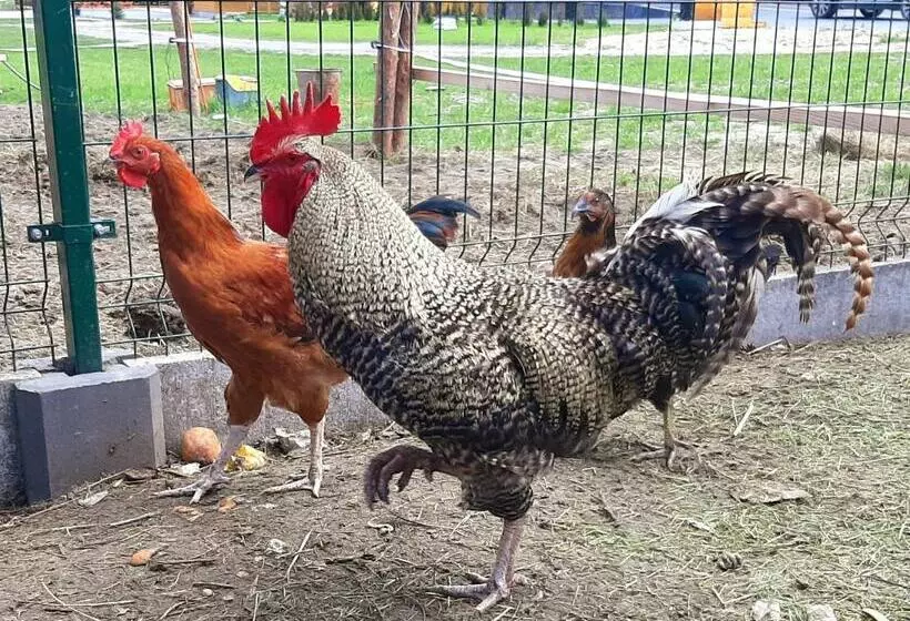 ホテル Agroturystyka Sabat
