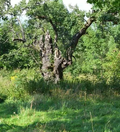 ホテル Gospodarstwo Agroturystyczne Chata Na Izerskim Wzgórzu
