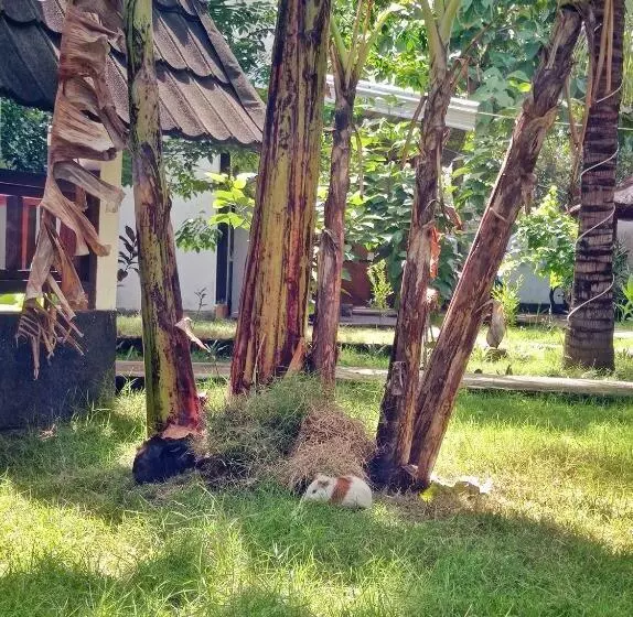 ペンション Follow The Rabbit Bungalow