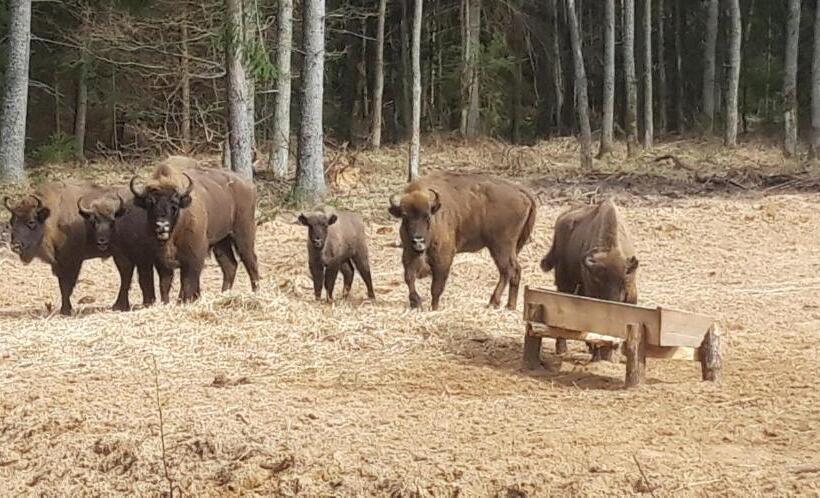 פנסיון Osada Boczki
