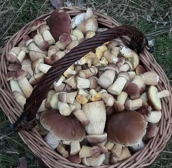 ホテル Agroturystyka Gawryś Pokoje