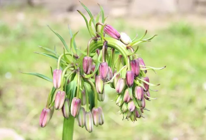 ペンション Sielski Zakątek