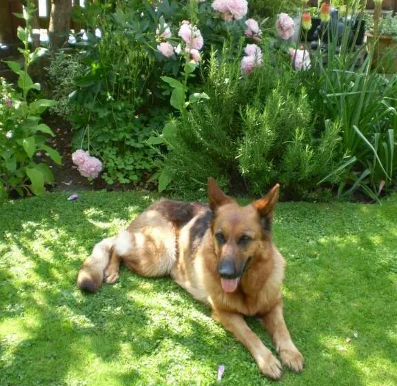 Aamiaismajoitus (B&B) Badger Towers