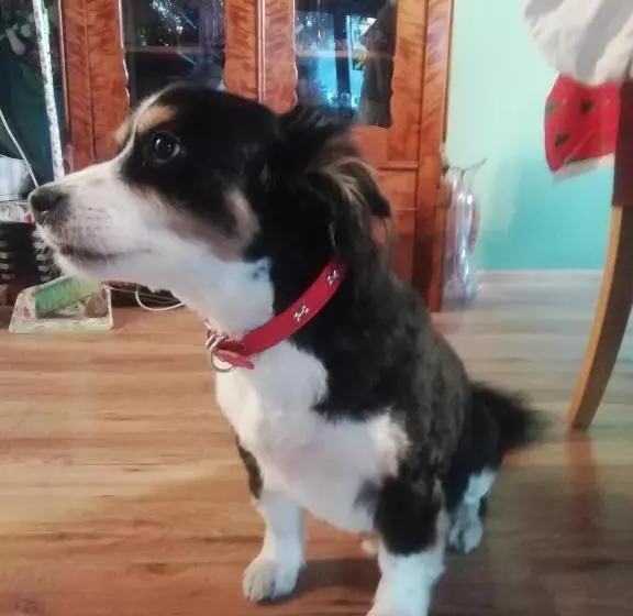 Aamiaismajoitus (B&B) Willa Mirabelka