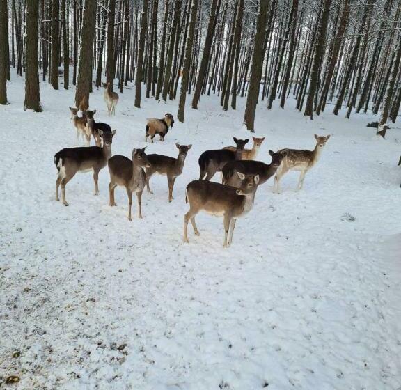 بنسيون Dom Na Wczasowej Kaszuby Z Balią Z Jacuzzi I Sauną