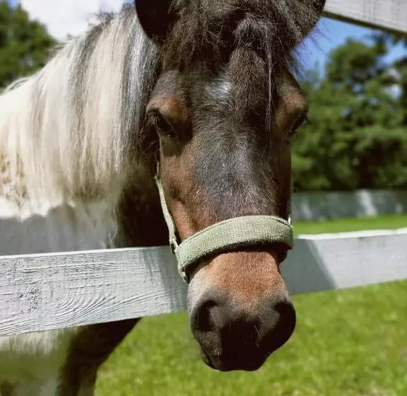 ペンション Pyszna Stajenka
