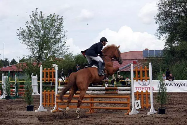 Pensjonat I Klub Jeździecki Michelin