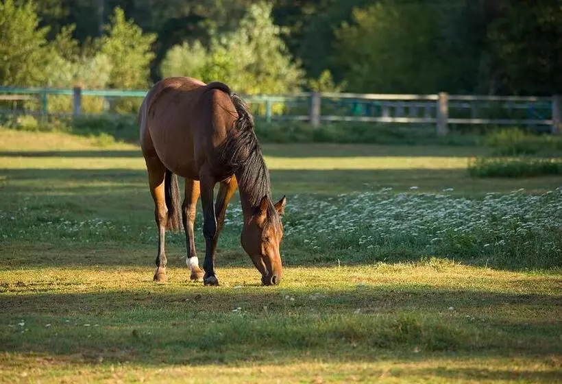 Pensjonat I Klub Jeździecki Michelin