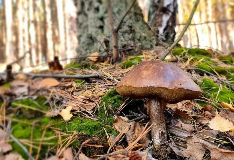 Pensjonat Leśniczówka