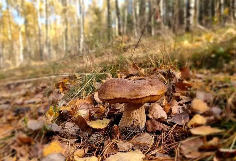Pensjonat Leśniczówka