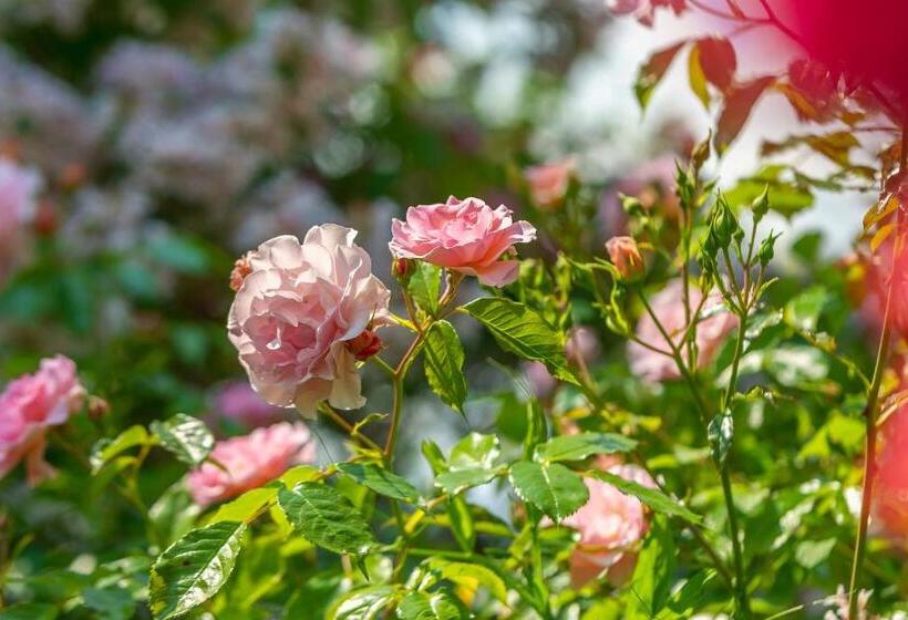 مبيت وإفطار Grand Tulipan