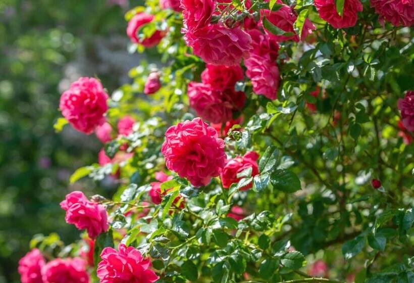 مبيت وإفطار Grand Tulipan