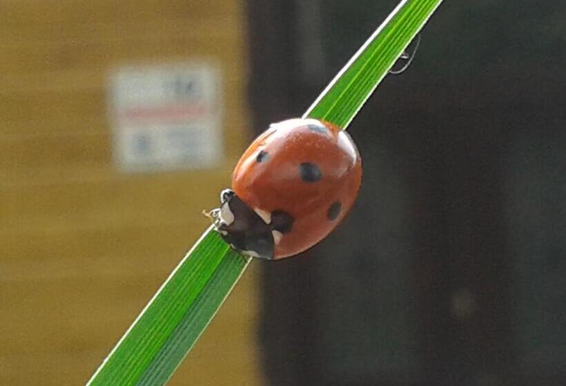 פנסיון Willa Nimfa   Pokoje I Apartamenty W Centrum