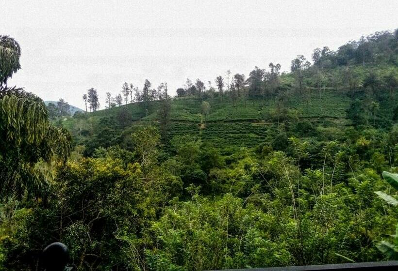 Pension Tea Pick View Ella