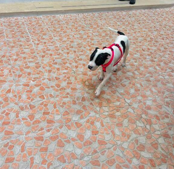 Otel Piccolo Paradiso Del Gargano