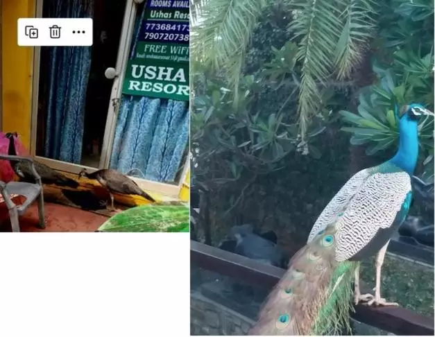 Pension  Ushas